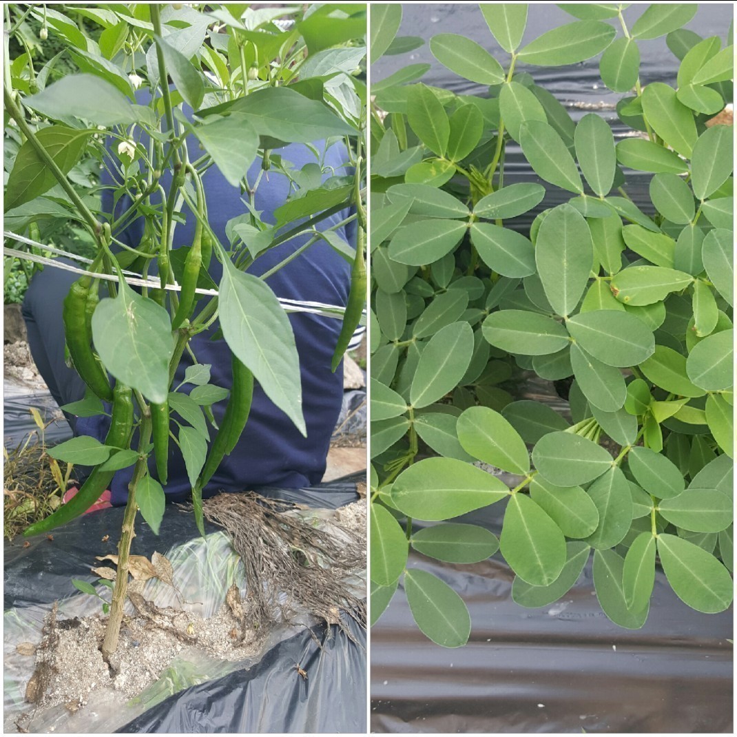 86a5a82fb27741ec03020757aa094acb_1470125